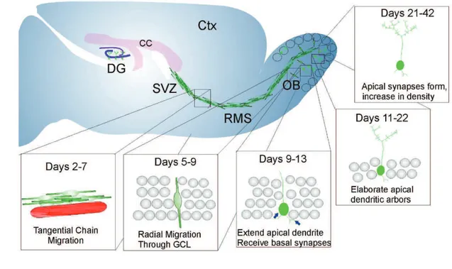 Figure 6 : Neurogenèse de la zone sous-ventriculaire vers les bulbes olfactifs  (A) Schéma de migration des neuroblastes dans le cerveau adulte murin, et des étapes de  maturation des interneurones du bulbe olfactif