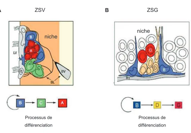 Figure  7  :  Composition  cellulaire  des  niches  neurogéniques dans  la  ZSV  et  la  ZSG 