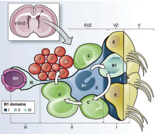 Figure  8  :  Schéma  des  3  différents  domaines  des  cellules  de  type  B  dans  la 