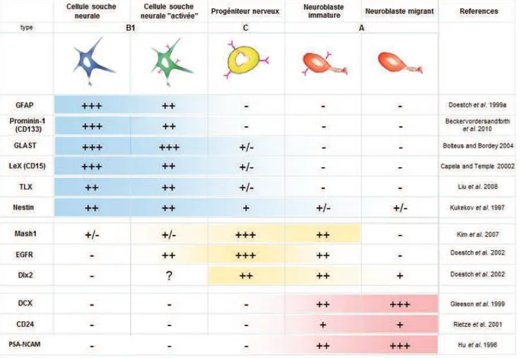 Tableau 2 : Principaux marqueurs des CSN et leurs cellules filles dans la ZSV  On  définit  dans  ce  tableau  5  principaux  types  cellulaires  peuplant  la  ZSV,  des  cellules  souches neurales quiescentes aux neuroblastes migrants vers les bulbes olfa