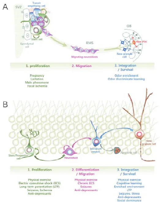 Figure 9 : Régulation physiologique et physiopathologique de la neurogenèse  adulte  