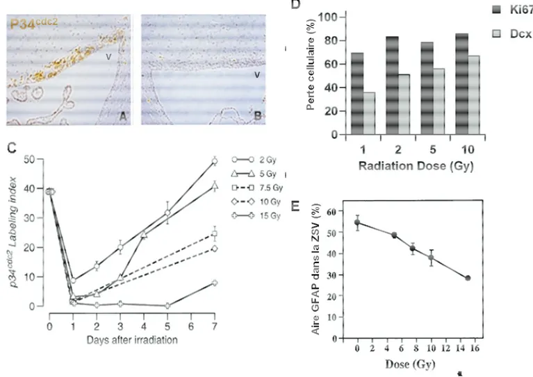 Figure 10 : Effets-doses de l’irradiation sur la neurogenèse dans la ZSV et la  ZSG