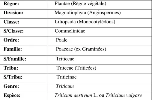 Tableau 3 : Classification du blé tendre. (Doumandji et al, 2003)