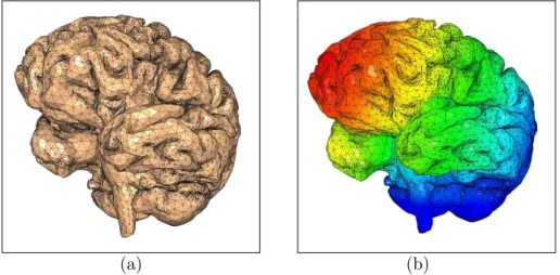 Fig. 5 – (a) Maillage. (b) Champ de d´eformations du cerveau soumis ` a la gravit´e.