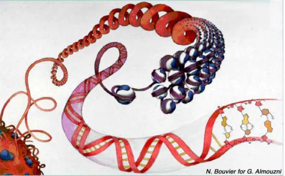 Figure  1:  Artistic  representation  of  chromatin  organization.  DNA  is  wrapped  around  histone 