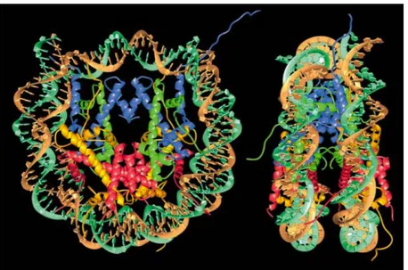 Figure  2:  Crystal  structure  of  the  nucleosome  core  particle  at  a  resolution  of  2.8Å