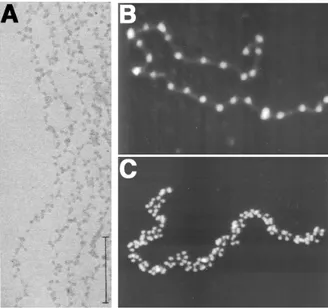 Figure 4: Nucleosomal arrays visualized as  beads  on  a  string.  A.  Chromatin  fibers  from 