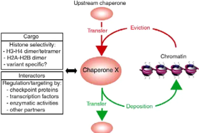 Figure  7:  Schematic  representation  of  the  relationship  between  a  given  histone  chaperone  and  its  network  of  interacting  partners