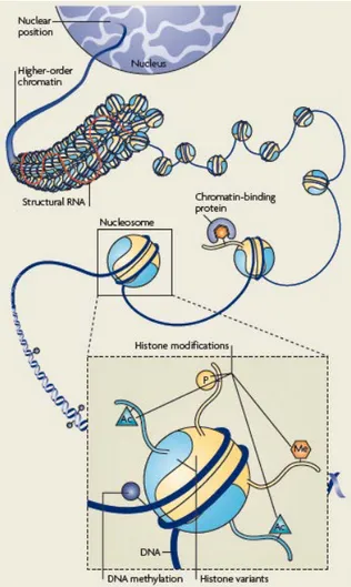 Figure  9:  Schematic  representation  of  potential  epigenetic  marks.  At  all  levels  of 