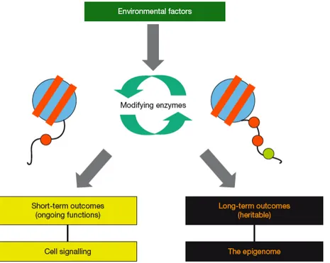 Figure  12:  Histone  modifications  and  epigenetics.  Signals  from  the  environment  may  induce 