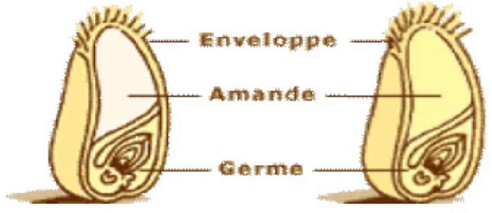 Figure 05 : Histologie du grain du blé (Abdellaoui Z., 2007).