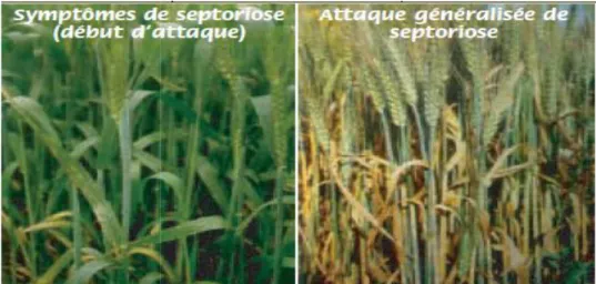 Figure 11 : Symptômes de Septoria sur le blé (Ezzahir, 2001).