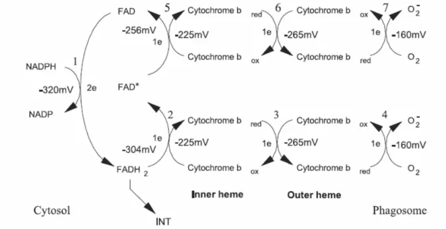 Figure 6: Chaine de transfert des électrons au sein du cytochrome b   [Cross 2004] 