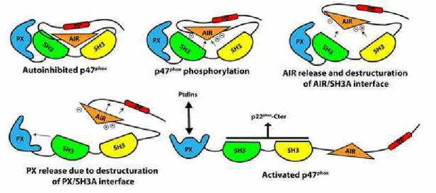 Figure 12: Changement conformationnel de la p47 PHOX  durant l’activation de  NOX2 [Marcoux 2010] 