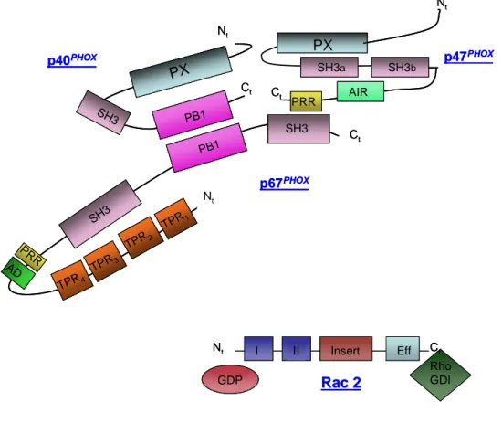 Figure 13 : Les sous-unités cytosoliques de NOX2 à l’état de repos du  complexe 