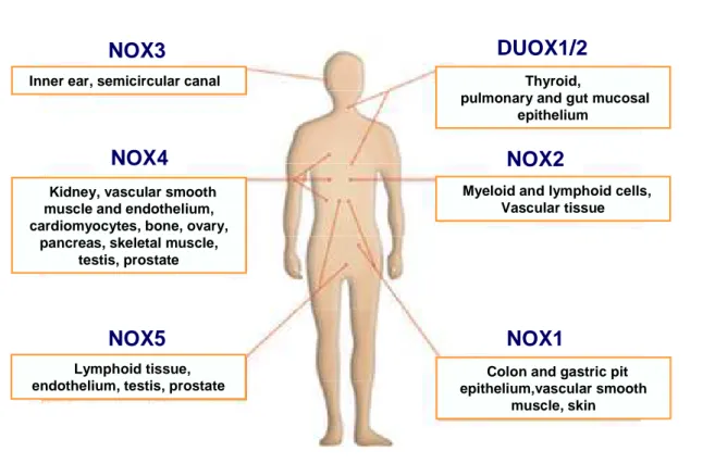 Figure 15: Localisations des NOX dans l’organisme [Quinn 2006] 