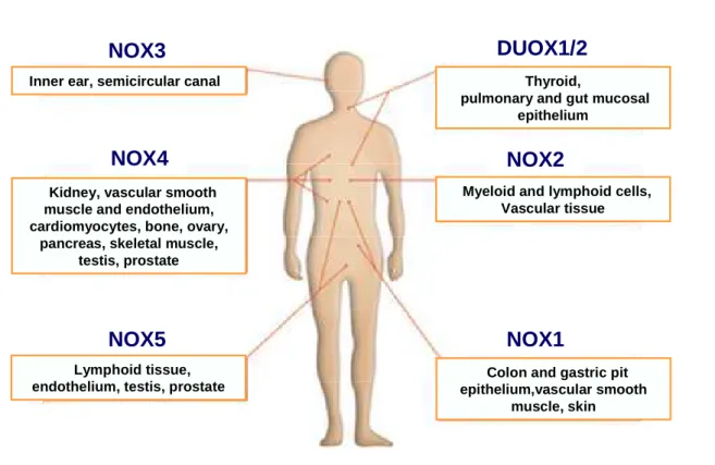 Figure 15: Localisations des NOX dans l’organisme [Quinn 2006] 