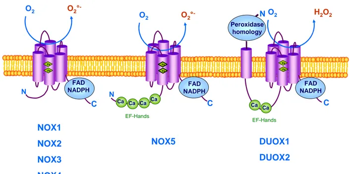 Figure 16: Structure des NOX  