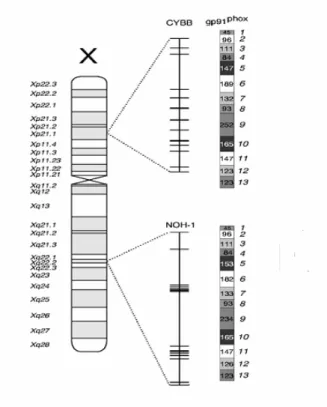 Figure 17: Comparaison des gènes codants NOX1 et NOX2 [Banfi 2000] 