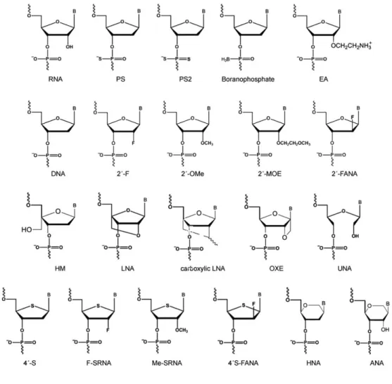 Figure 2-3: Different chemical modification used in siRNA design. RNA, ribonucleic acid; PS,  phosphothioate, PS2, phosphodithioate; EA, 2 0 aminoethyl; DNA, deoxyribonucleic acid; 20  F, 20 fluoro; 20 OMe 20 Omethyl; 2 0 MOE, 20 Omethoxyethyl; FANA, 20 deoxy20  -fluoro-β-d-arabinonucleic acid; HM, 40 -C-hydroxymethyl-DNA; LNA, locked nucleic acid; 