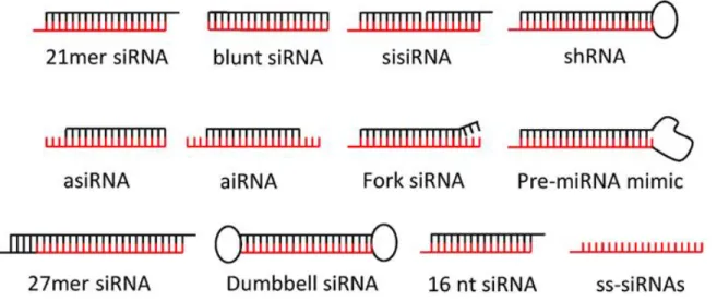 Figure 2-4: Different architectures of siRNA used in the literature. The canonical 21-nt siRNA is  the most popular siRNA design and continue to be used in most of the studies