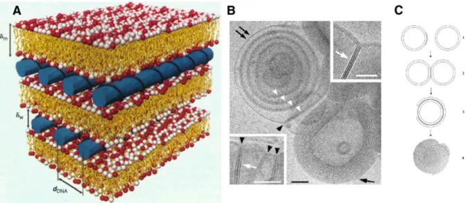 Figure 2-5 Molecular structure and local arrangement of nucleic acid in lipid nanoparticles