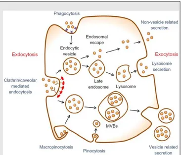 Figure 2-9: Different type of endocytosis. Image  adapted from [227]. Copyright 2017, Dove Press 