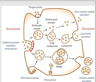 Figure 2-9: Different type of endocytosis. Image  adapted from [227]. Copyright 2017, Dove Press 