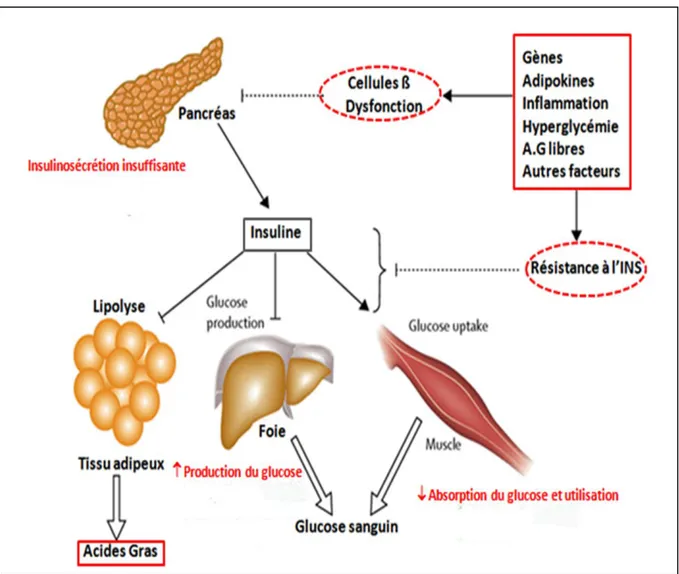 Figure 5. Physiopathologie du diabète de type 2. 