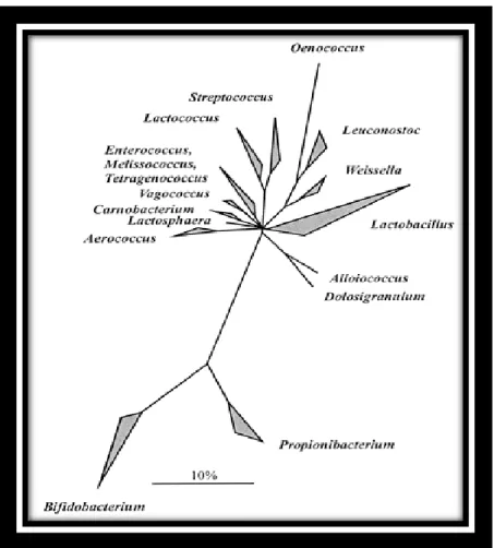 Figure 03: Arbre phylogénétique basé sur l'analyse comparative du gène ARN-16S, montrant 