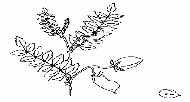 Fig 1 : Le pois chiche (Cicer arietinum.L) (Anonyme k, 2003) 