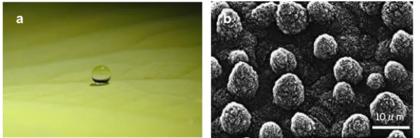 Figure 1.1 – a. Goutte d’eau millimétrique posée sur une feuille de lotus - b. Image au MEB de la surface d’une feuille de lotus (crédit : C