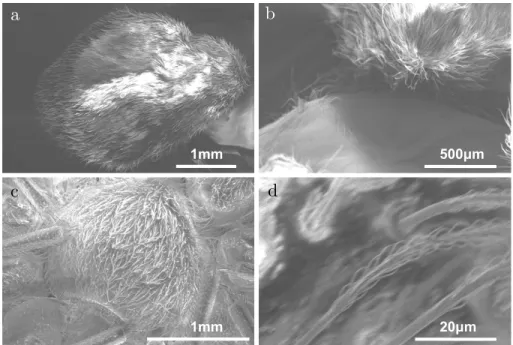 Figure 2.4 – Images de microscopie électronique à balayage - a. Abdomen poilu d’une argyronète aquatique d’environ 3 mm de largeur et de 5 mm de longueur b