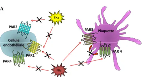 Figure 10A.Inhibition des PAR1, 2 et 4 chez les souris : blocage de l’activation des plaquettes et des cellules endothéliales  par le FXa et la thrombine (FIIa).