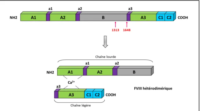 Figure 1. Forme circulante du FVIII. La pré-protéine de FVIII de 2352 acides aminés est transloquée dans le 