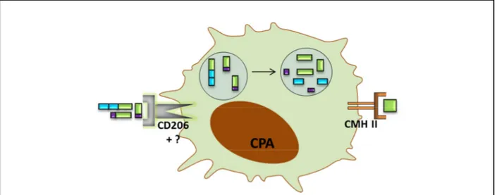 Figure 5. Endocytose du FVIII et présentation des peptides dérivés par le CMH II. Le FVIII en endocyté 