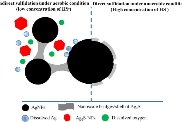Figure 2.4 :  Proposed sulfidation mechanisms of AgNPs (adapted from Zhang et al., (2018a)