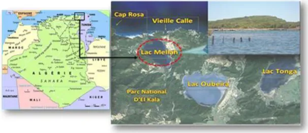 Figure 4. Localisation géographique de la zone d'échantillonnage: la lagune El-Mellah, El-Kala 