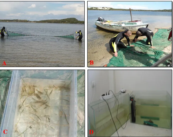 Figure 6. Les différentes étapes de la technique de pêche de P. adspersus (A: tractage, B: triage,  C: transport des crevettes D: élevage au laboratoire)  (Benradia, 2016).