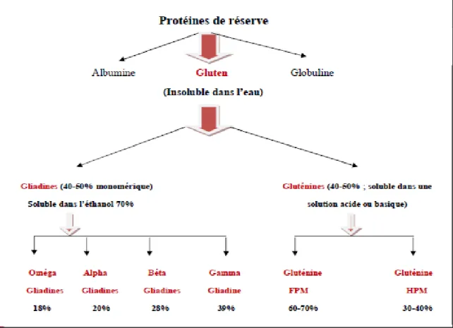 Figure n° 01 : Classification et nomenclature des protéines de réserves 