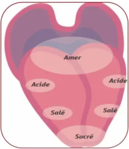 Figure 04: Point de sensation sur la longue. III.2.1. Composants d’une sensation  