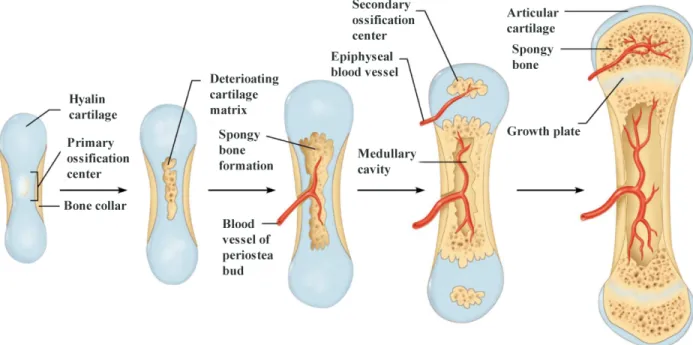Figure 1-1 : Endochondral ossification process in long bones, adapted from Marieb et al