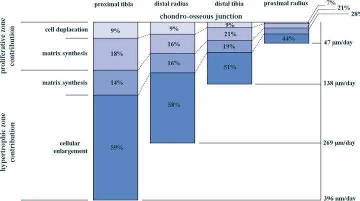 Figure 1-3 : Relative contribution of proliferative and hypertrophic zones in daily longitudinal  growth of four different bone types from 28-day old rats at the chondro-osseous junction, adapted  from Wilsman et al