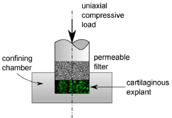 Figure 1-14 : Schematic representation of confined uniaxial compression of cartilaginous tissue