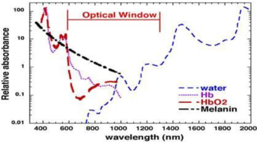 Figure  3-2  Optical  windows  in  biological  tissue.  The  graph  is  taken  from  SPIE  Newsroom