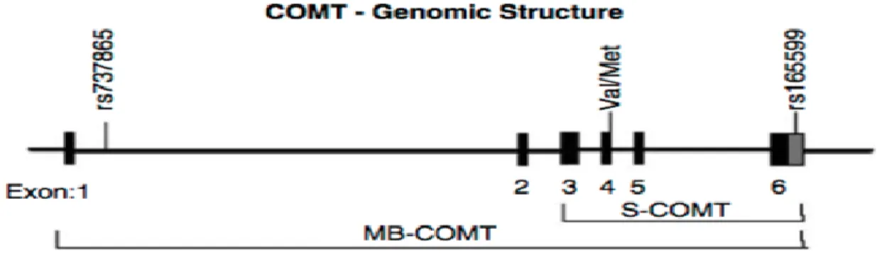 Figure 8: Polymorphisme génétique de la COMT Val(108/158)Met, rs4680 