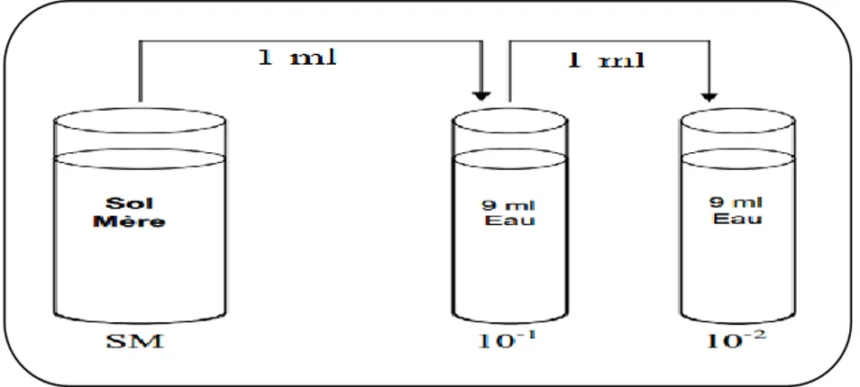 Figure 01 : Schéma représentant la préparation de la solution mère et des dilutions 