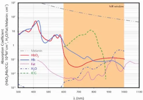 Figure 2-5: Absorption spectrum of main chromophores in tissue along a broad range of  wavelengths [64]