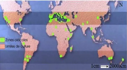 Figure 01 : La répartition de l’olivier dans le mande (Boukhari R., 2014).  I.2.2.En Algérie  