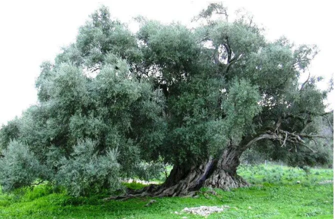 Figure 03 : L’arbre d’olivier.    